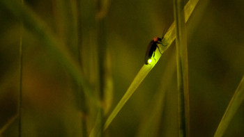 Firefly on grass