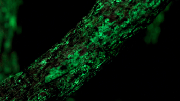 Glowing Fungii